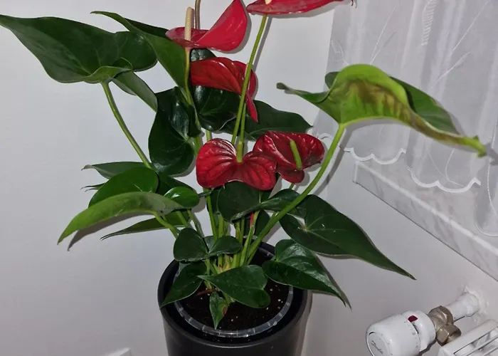 Lastovka Lägenhet *